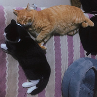 ��è����ţ��������è�����ף�
