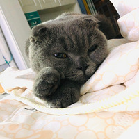 С���������ưڵ���ֻСʨ��һ��[����]