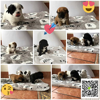 ��������С���������µ��а�������ؼ�