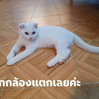 Ϊ��è������è޺���γ���һֻƤ����