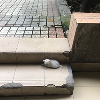 С�Ե�ʢ���������ˣ��ٶ�Χ��