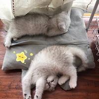 ���������Сè�гɳ�Ϊ����С��Ĺ���