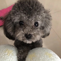 ����һ��С���̩�ϣ�����������