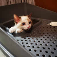 ����è��Ҫ�ӣ���һ����˵������һ���ˡ���
