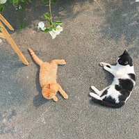 ɹ̫����è