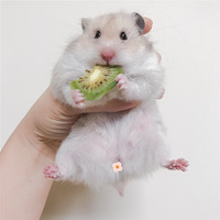 ɹɹ�Ҽ�С�ɰ�