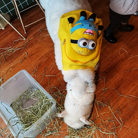 һ����������ߣ���յ�С��