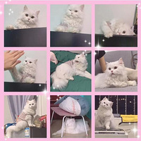 �ճ���̾ �ҵĴ���è����̫������
