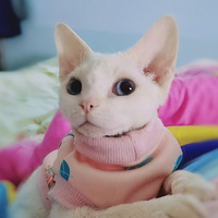 ���Թ�����èҲ�����ȵ�һ��