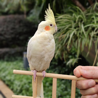 ʲô