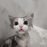 ��ëèϴ��ǰ��������è