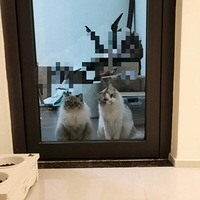 �Ҽ�è��˫�������Լ��������ˡ���������ֻ����è�𣿣�