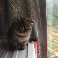 ��������ɰ���Сè�䣬�л�������