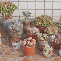 ���ǵ�֤����+��2020����ɹ�������