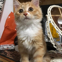 �л���԰è��������ġ����ɹ����24h���ĵ�ͼƬ