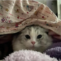 è�ڱ�����˯����û��ʲôΣ����