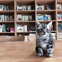 ����С�ɰ�����������һ�в�����
