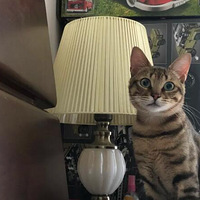 ����9���µ��껨�����۾���ĺ��Ӵ����è��������Ҹ���