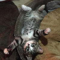 �껨С�ɰ�����Ե���ˣ�������ߣè�Ŀ��֣�