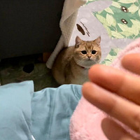 ���Ƿ��Сè��