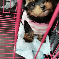 �����������ֻ���ö��������������è�ı������Ķ�
