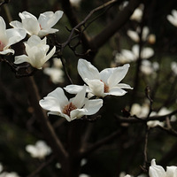 һҹ֮ӣҺͿ