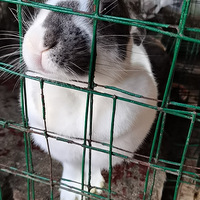 �ô�һֻ�ã�һ�������Ͳ�����