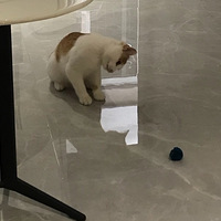 ������С��è���Ǻ���֣�