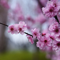 �ڻ�ͯ�����ͻ�