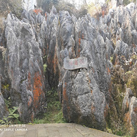 �ں�ľ�������