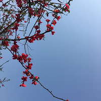 ��ɽƺ�Ĵ��졾2021�´��Ρ�