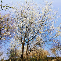 �ƹ�ɽ��Ұӣ�������ˣ���2021�ͻ��ǡ�