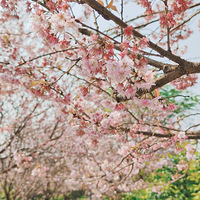 ������ӣ����β�ͣ�����������Ұβݵġ�2021�ͻ��ǡ�