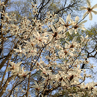 ��ɽֲ��԰��