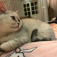 �Լ���������Сè����������è�ᣬ������Ҫ��