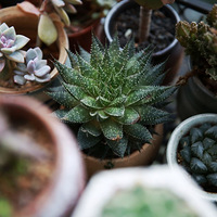 �ҼҵĶ��⻨԰��ɫ���ˡ�������ơ�����̨������