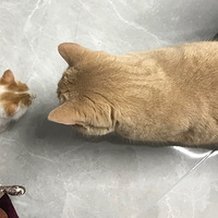 ��Ϊ����̥���ջ�˫�صİ���˭�ϵ��������罺���ᣬ����������