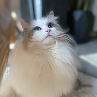 ���ĵ�è���ҵ��ĵ�è�������ֱ���𡭡�