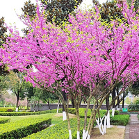 ������԰Ҳ��Ư����ӣ��