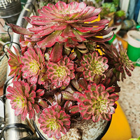 �������ε����ӣ���Ϊ���㣬������˼���ɫ��