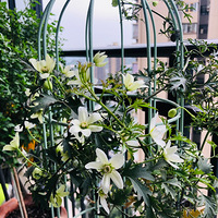 ������/Сľ��/˫ɫ���򿪻���������ơ�����̨������53¥����Ƶ