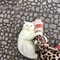 ��������Ӣ�����¼�