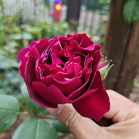 ������ã��¼�����������ʼ����ÿ�ܸ��£�