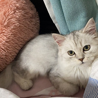 ͬ������è�䣬Ϊʲô����ô�ף�