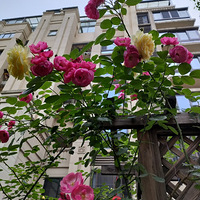 �ҵ��������ʽСԺ��������ơ�����̨��������