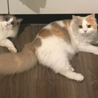 ������Ŀɰ�