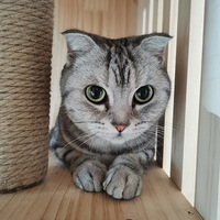 ����è�ݣ����ڰ���ֻè�������ˡ�