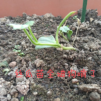 ͵�Ҳ��ߣ���ץ�������Ź�