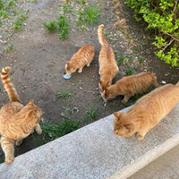 С������һȺ���˵���è���Ҷ��ǳ��ȥι��
