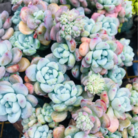 ������ô����������ô�������û